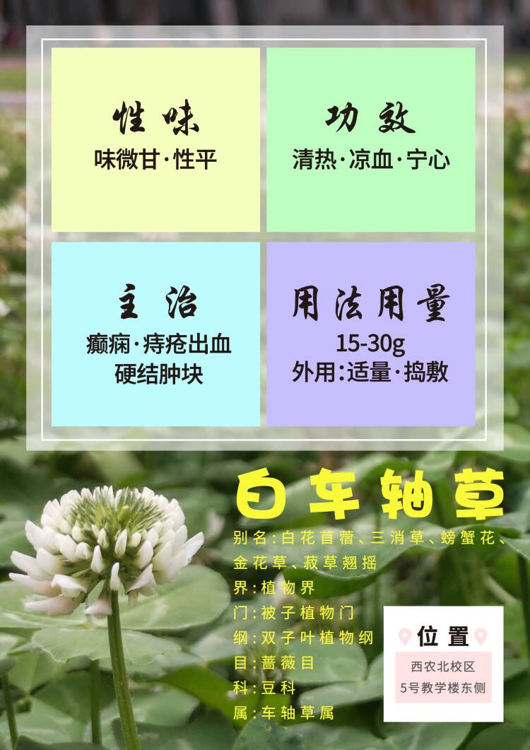 白车轴草介绍(1).jpg